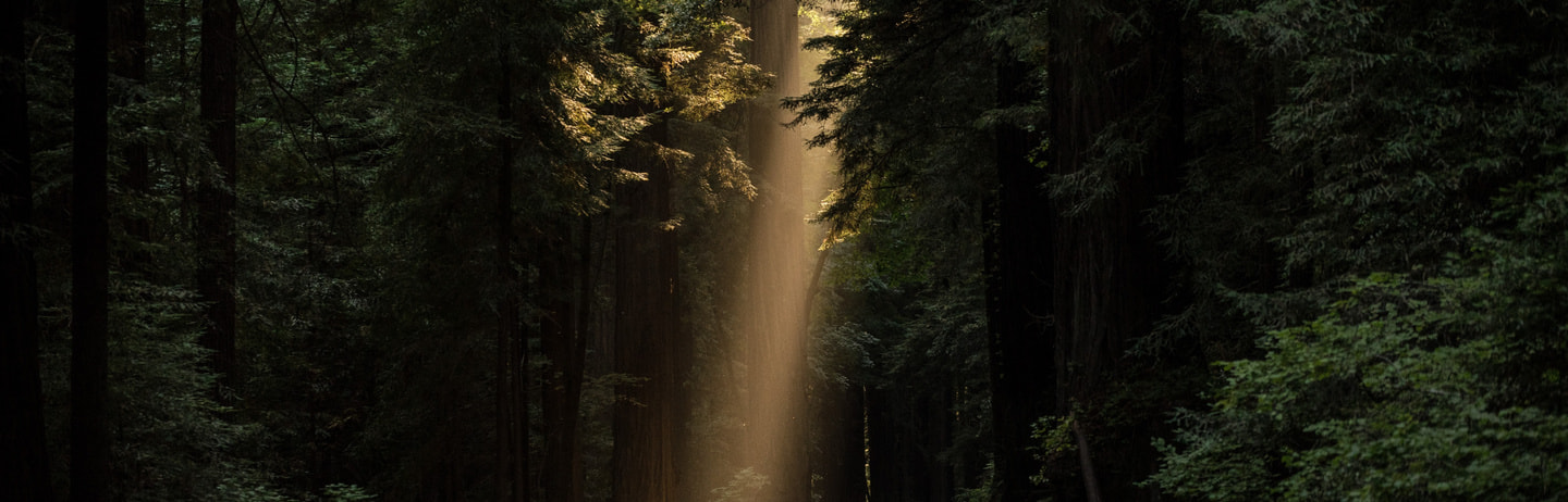 森と森に差し込む光